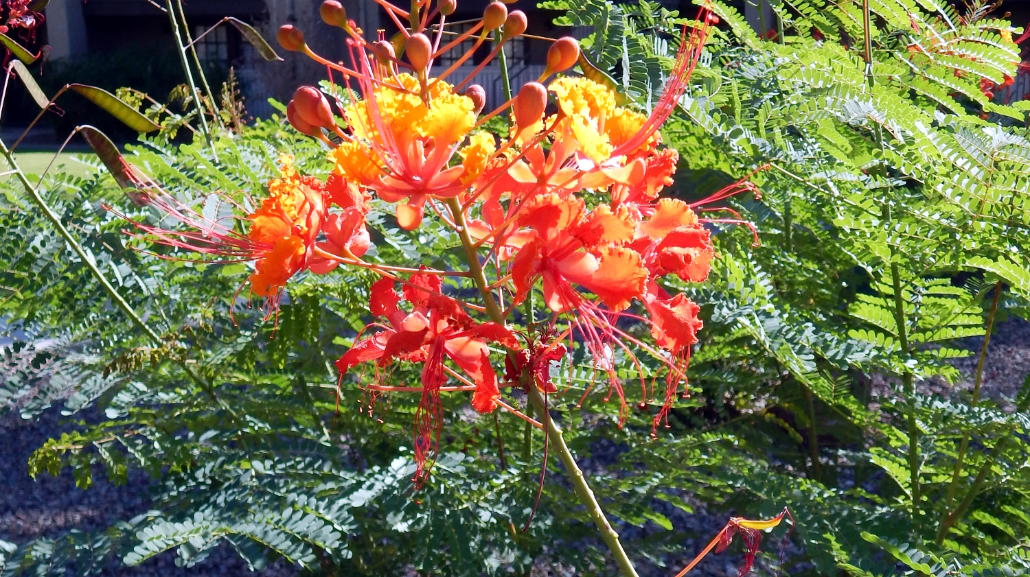 Bird of Paradise crop