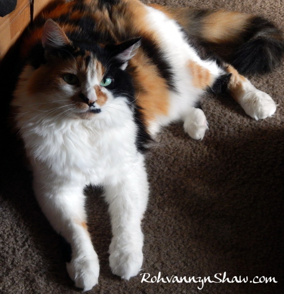 Blogging from the blanket – feline&nbsp;telepathy