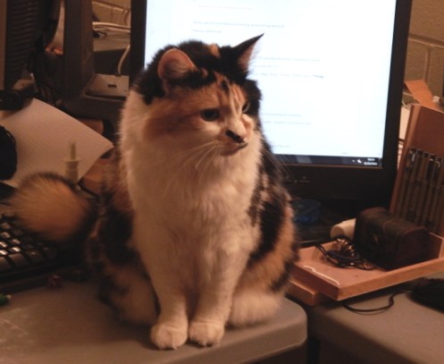 desk-cat-crop