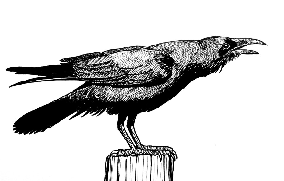 Inktober Day 27: Quoth The Raven&nbsp;–