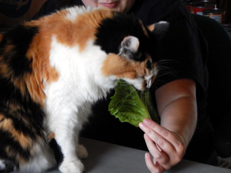 Convincing one cat to eat with&nbsp;relish