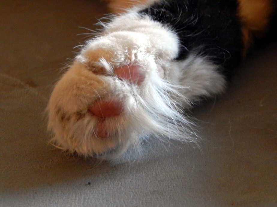 Repurposed:  cat toys and&nbsp;treats