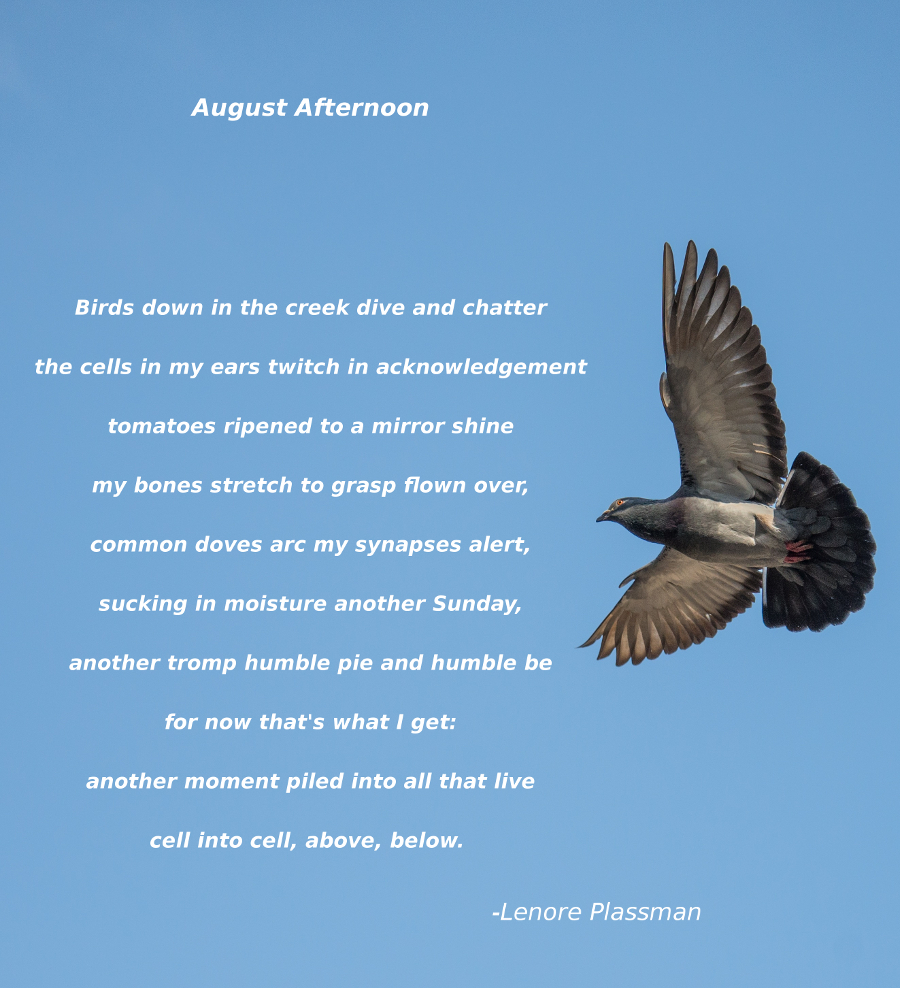 August Afternoon Poem 900.jpg