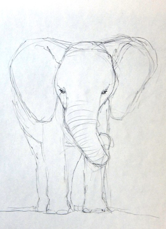 Elephant Sketch 700