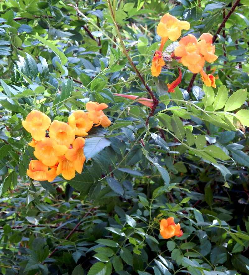 orange flowers 2 800