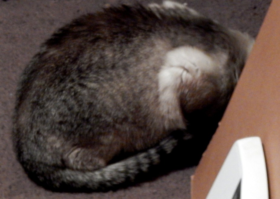 Meet Shinji, Mindflight’s droll new&nbsp;co-mascot.