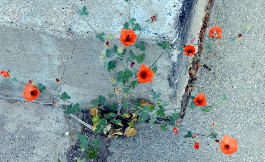 To all the Mothers – and Kitty Mothers – out&nbsp;there