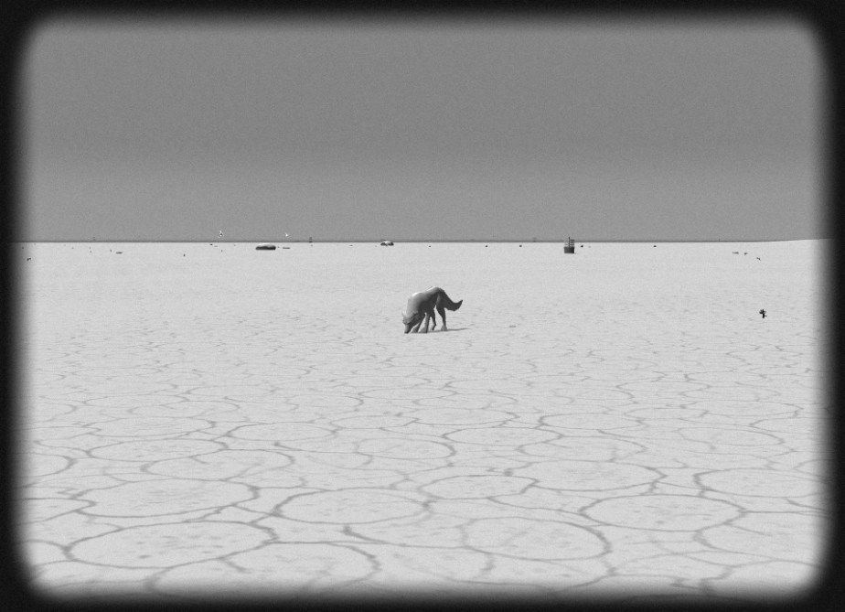 HI3PhotoAnimal-White Wolf