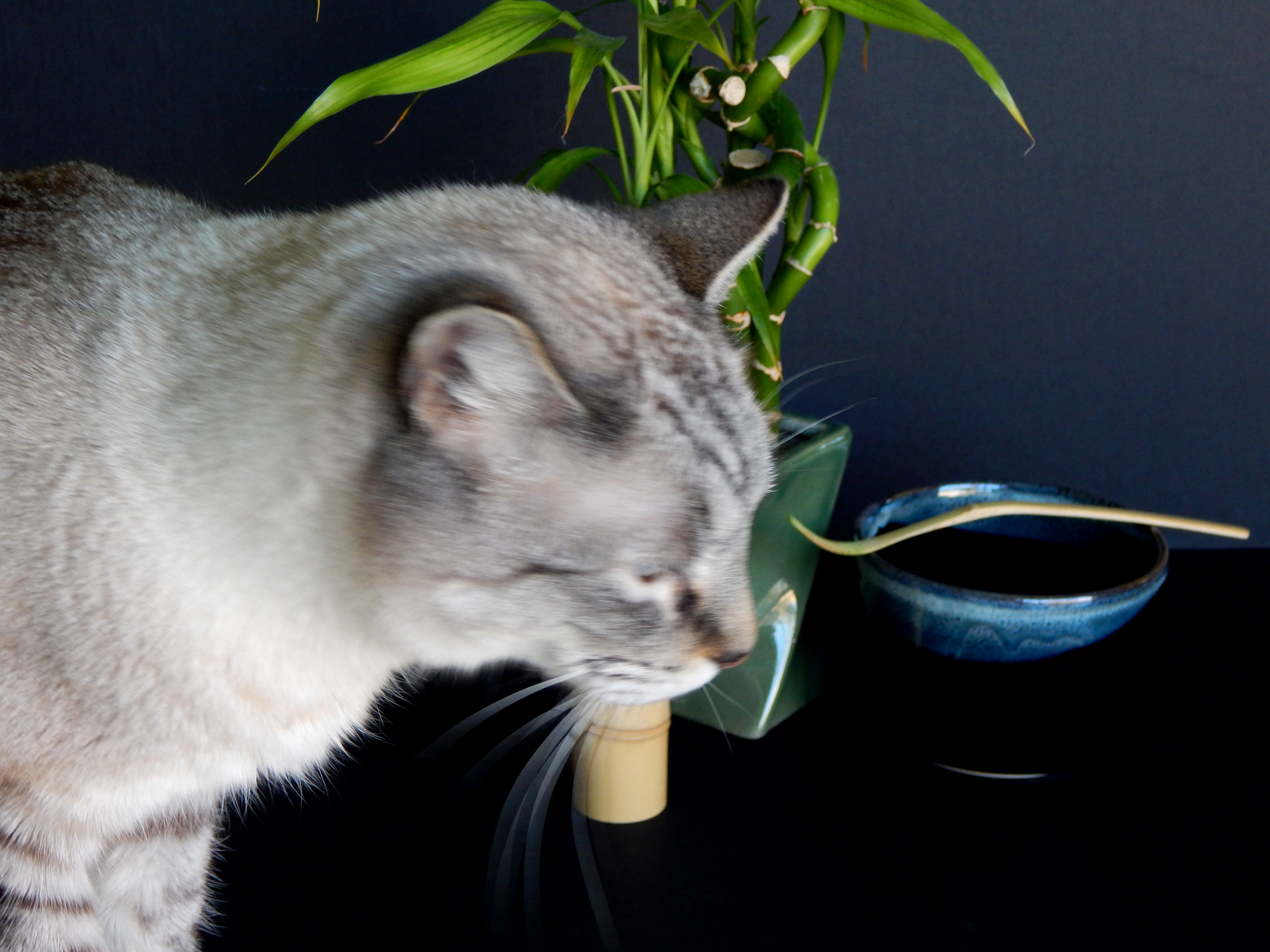 Photobomb Shinj 2000i