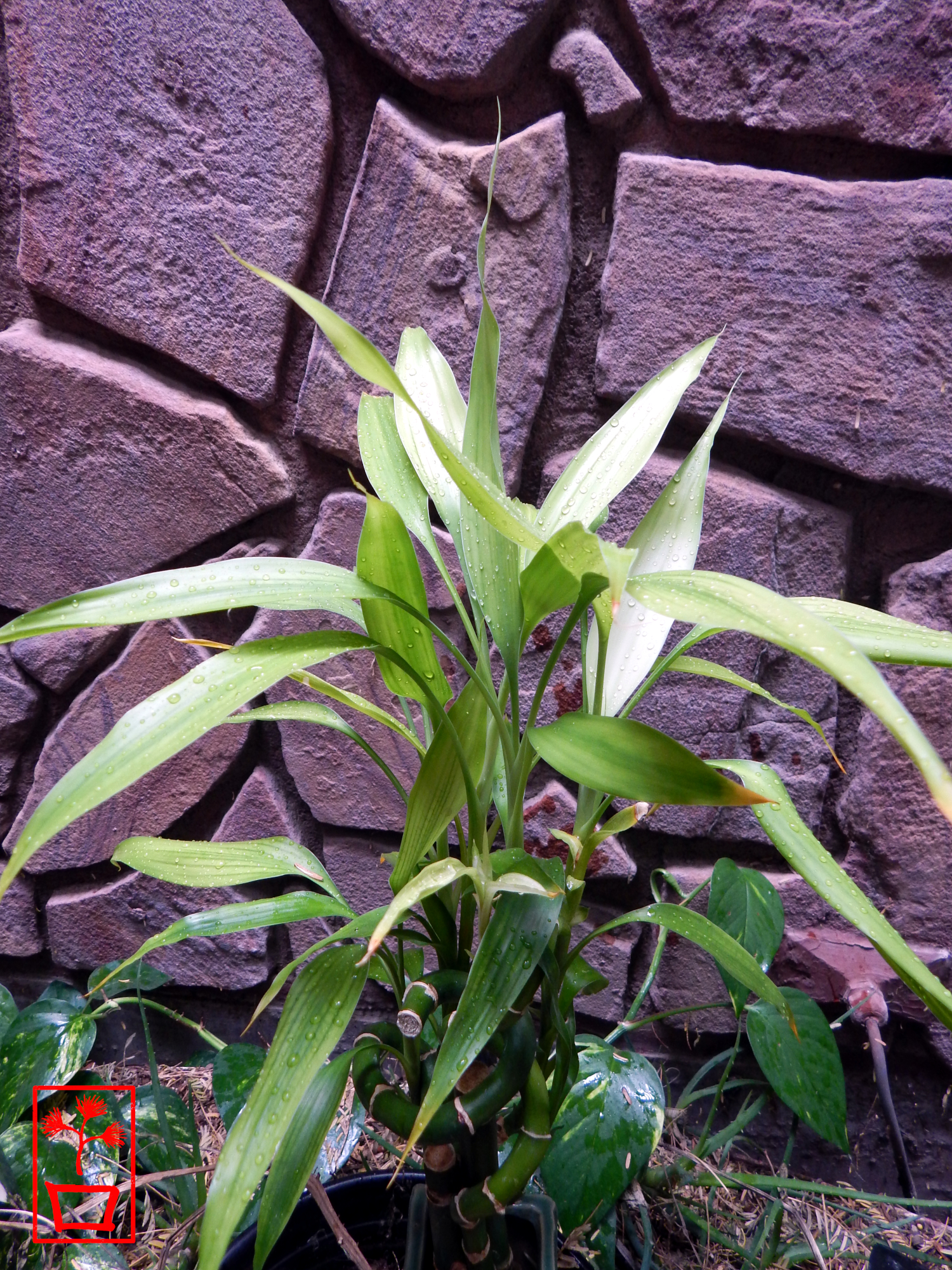 Portrait of Tranquility 3 2000