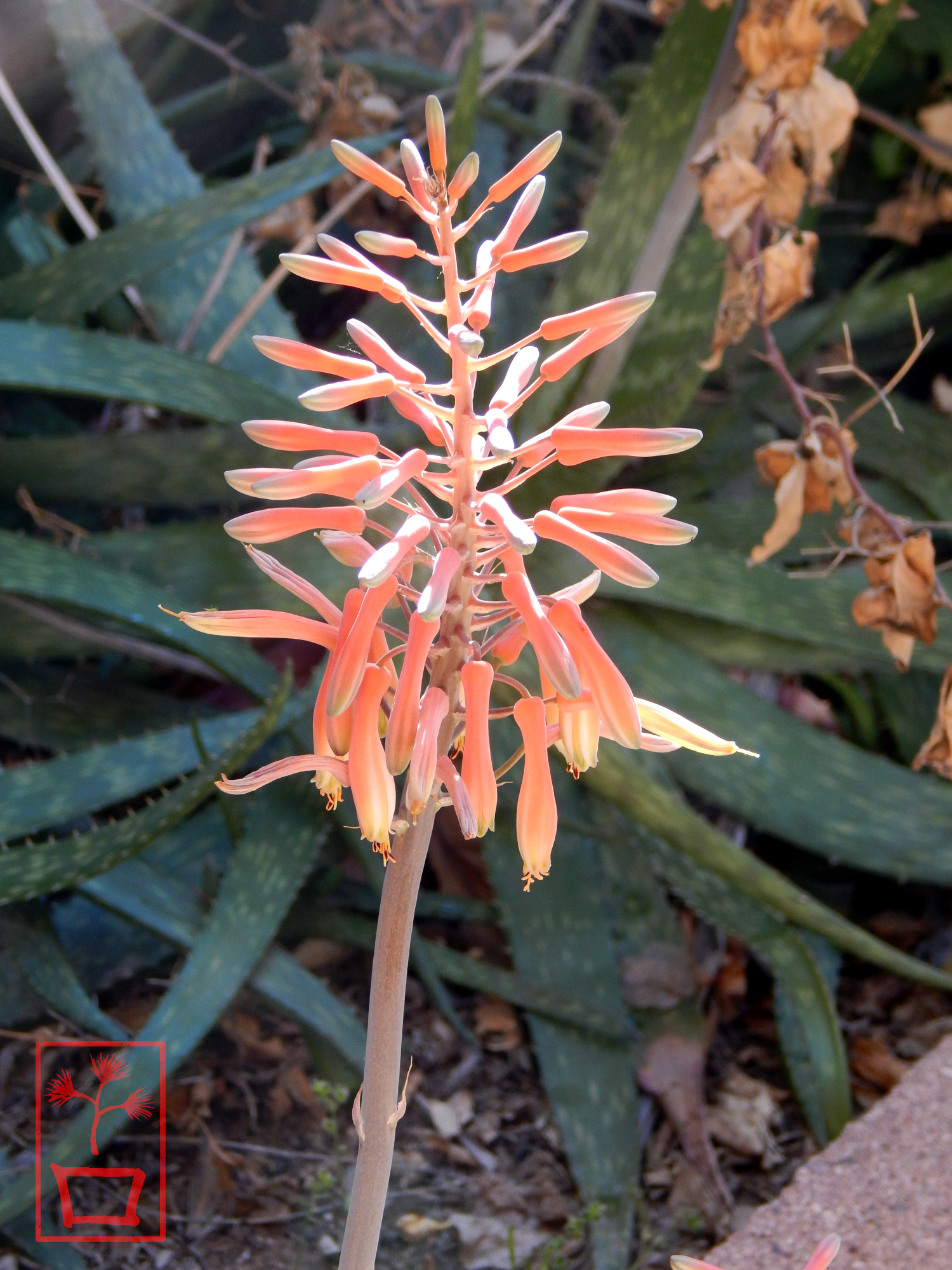 portrait of tranquility 4