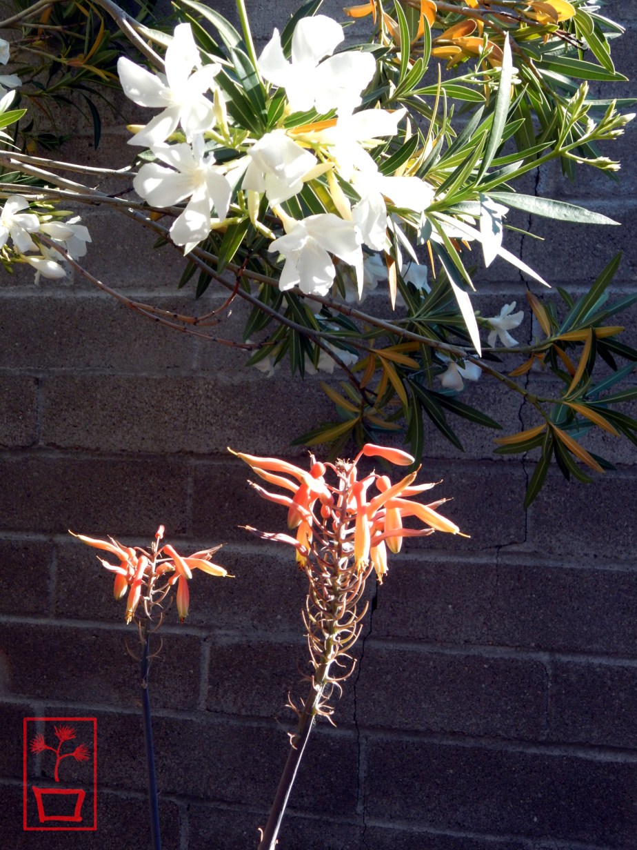 Portrait of Tranquility 5 1500