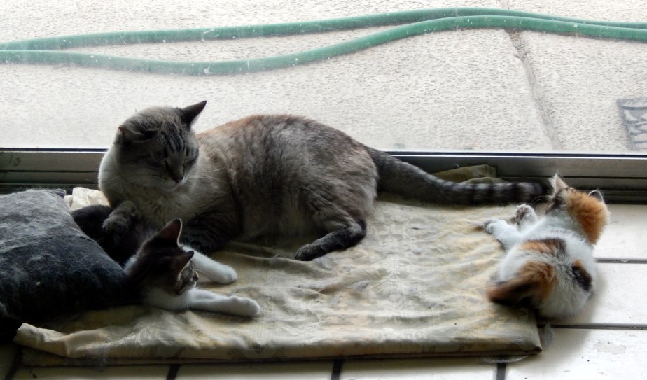 Happy cat family at 9 weeks
