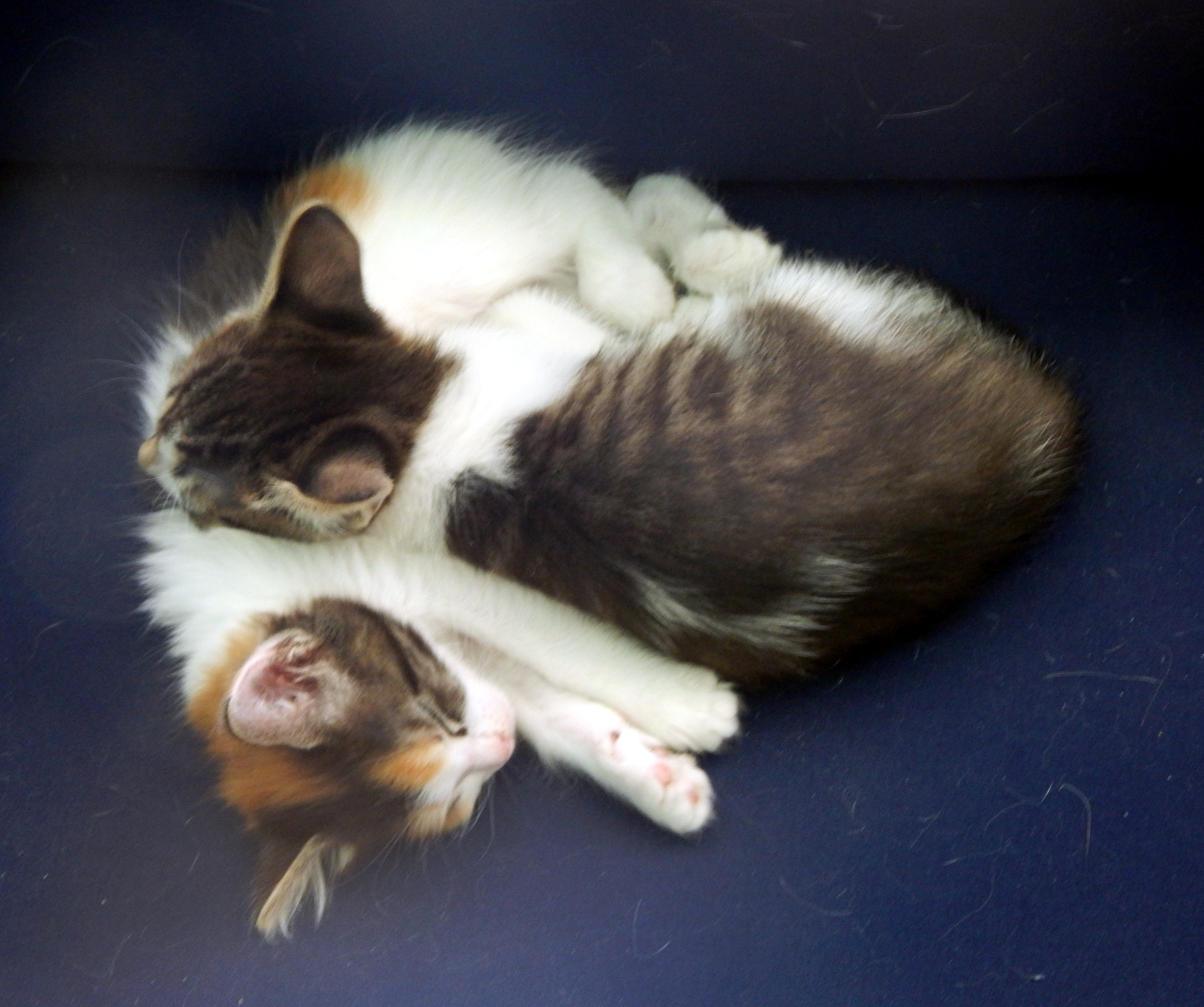 kittens sleeping june 7 2000