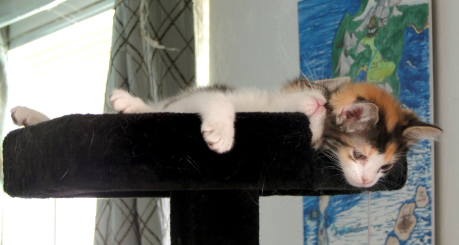 nap with brother 1800