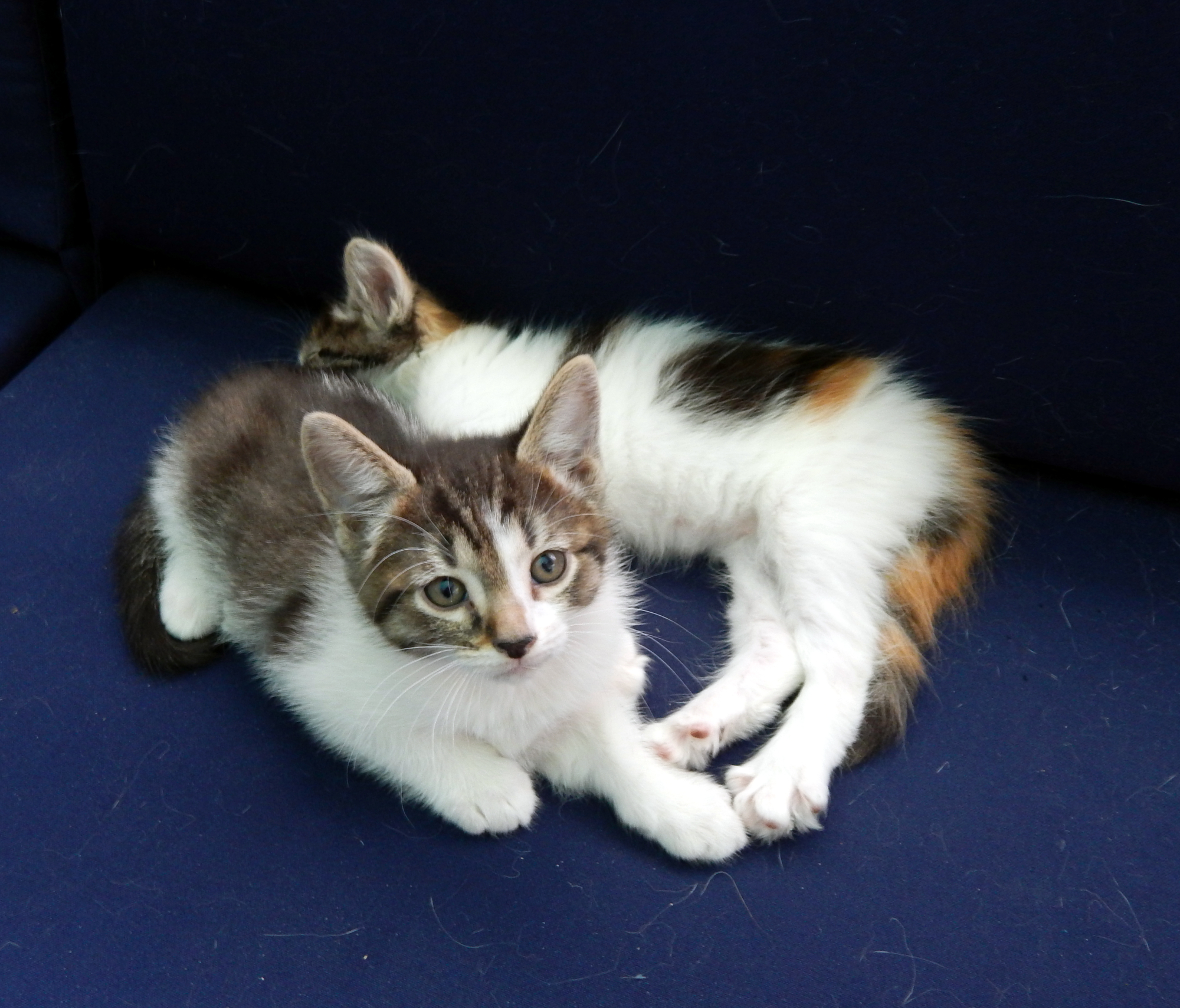 perfect kittens june 7 2000