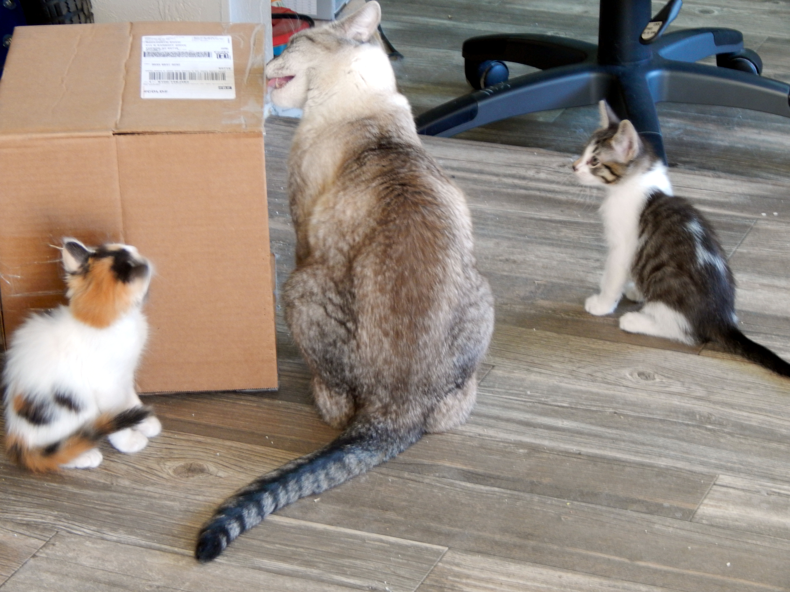 Senpai instructs 1600